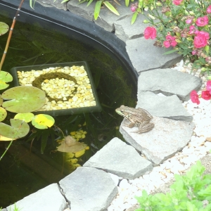 frogpond