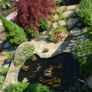 pond